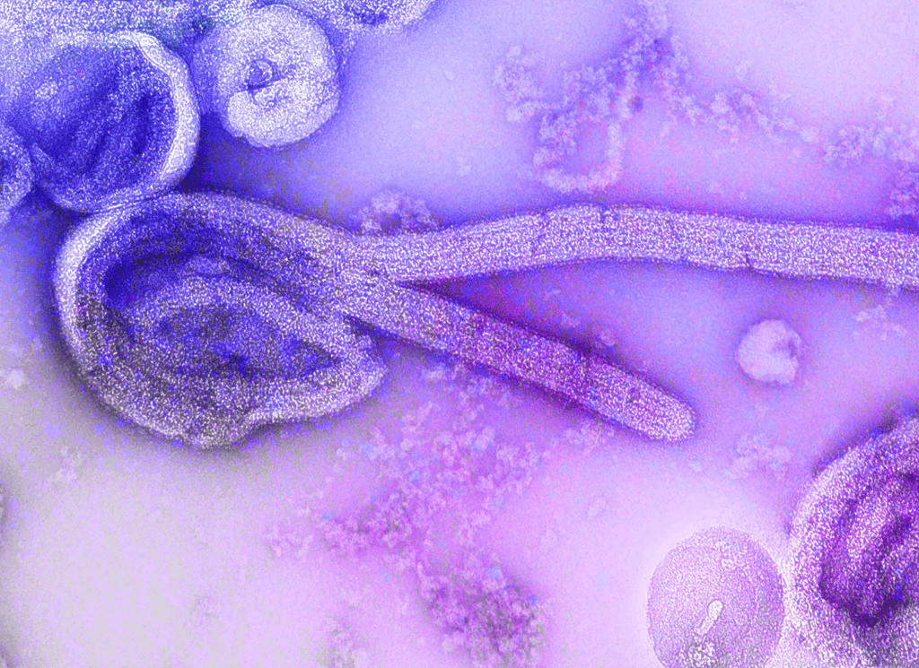 Marburg Virus
