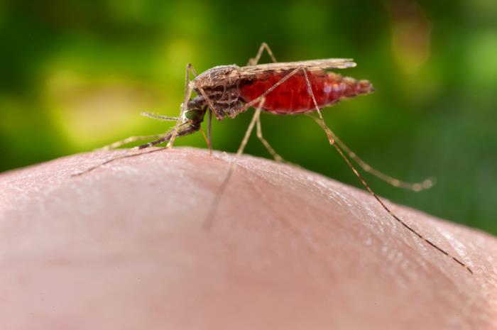 mosquito 18762_lores